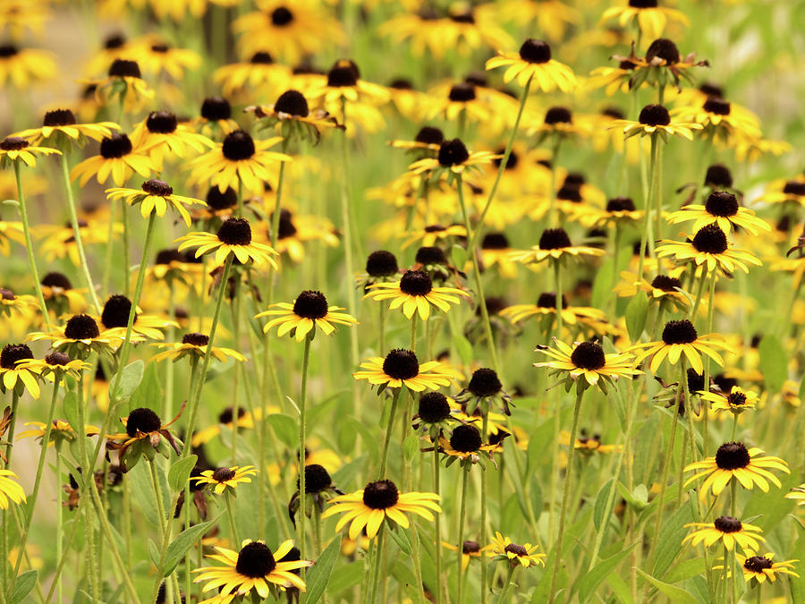 Black-Eyed Susans Photograph by Jerry Connally