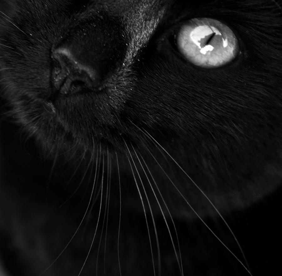 Black And White Photograph - Black 2 by Damijana Cermelj