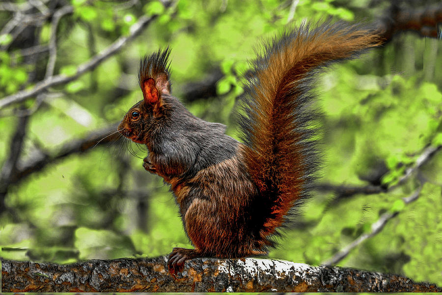 Black Aberts Squirrel - Half and Half Photograph by Marilyn Burton