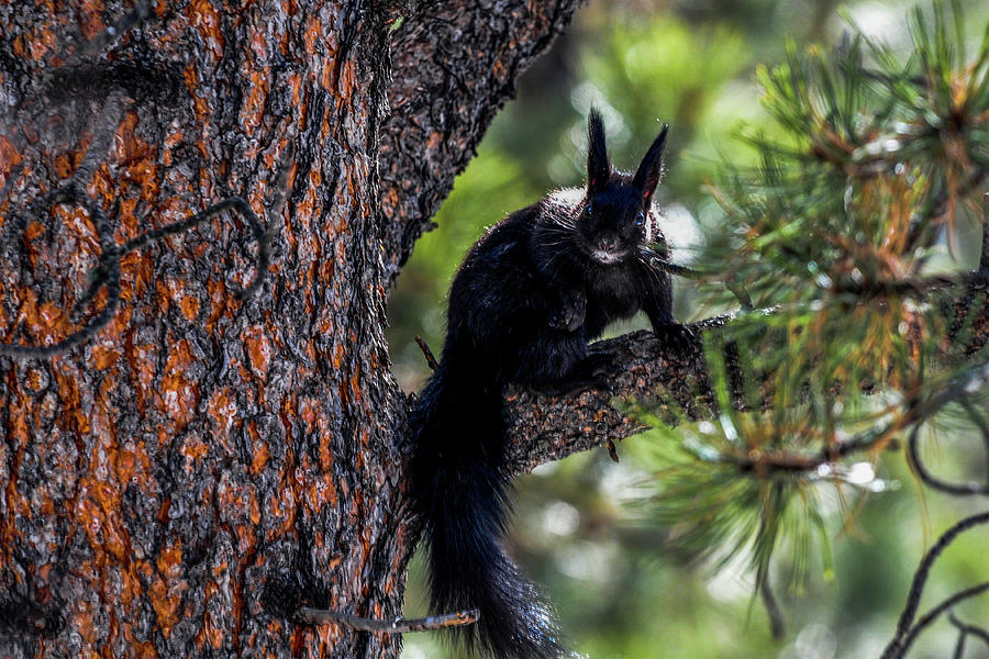 Black Aberts Squirrel Posing Photograph by Marilyn Burton