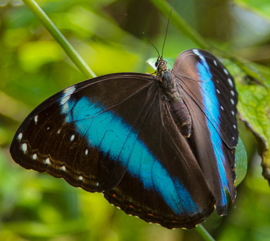 Black and Blue Butterfly Photograph by Dee Carpenter - Fine Art America