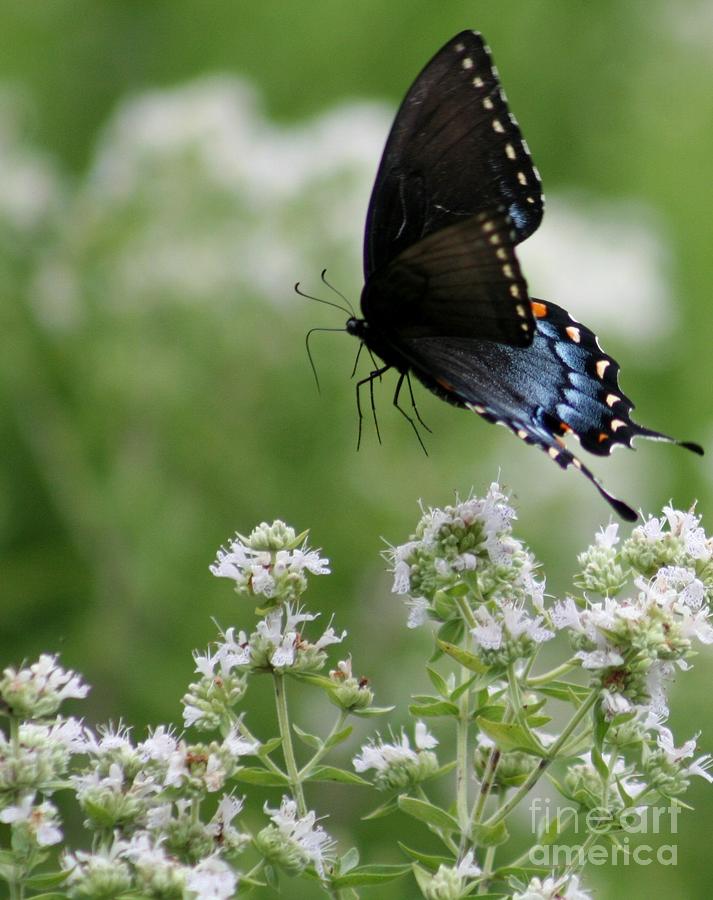Black And Blue Butterfly Photograph