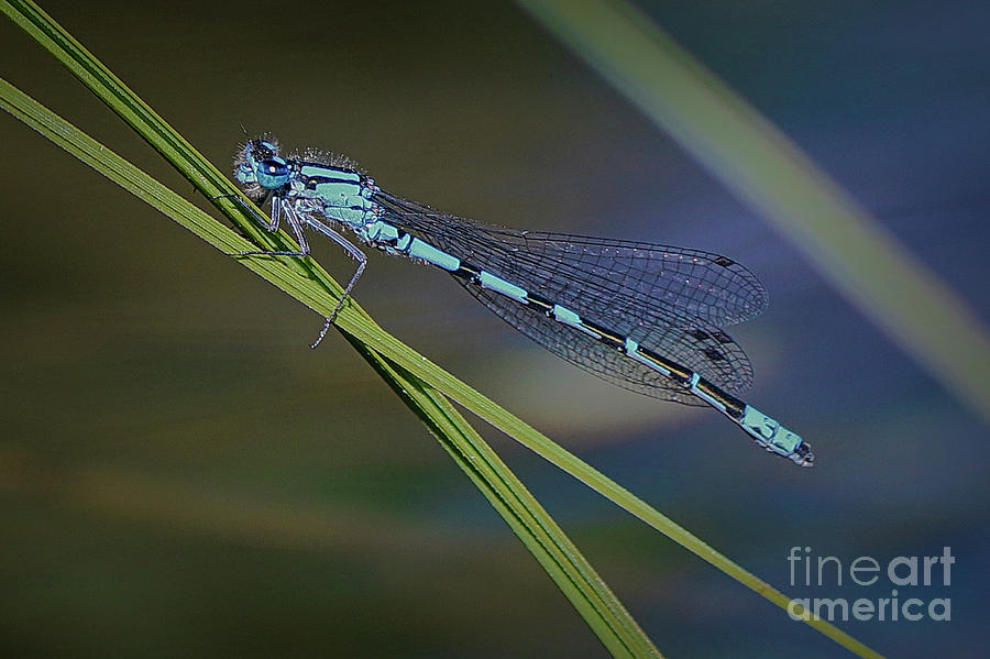 Black And Blue Dragonfly Photograph by Amber D Hathaway Photography