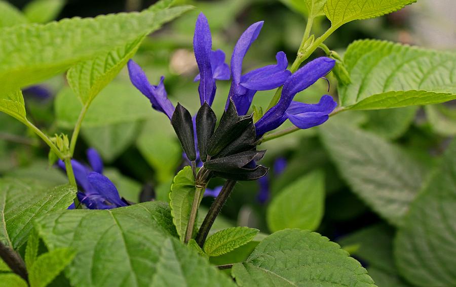 Black and Blue Salvia Photograph by Michiale Schneider