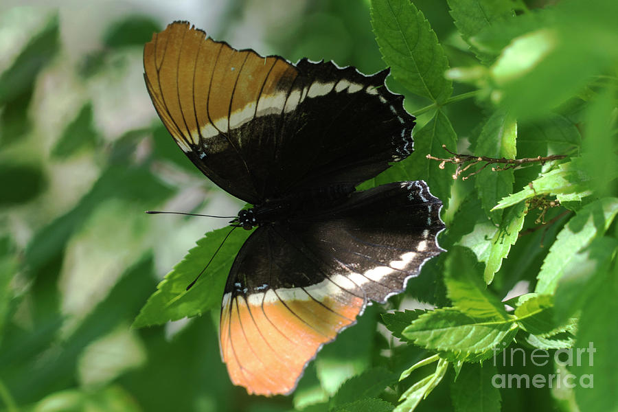 Gold Black Butterfly Stock Photos and Pictures - 13,341 Images