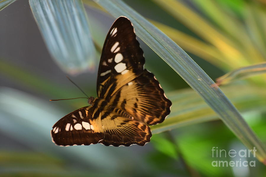 Download Black And Gold Butterfly Photograph by Dale Adams