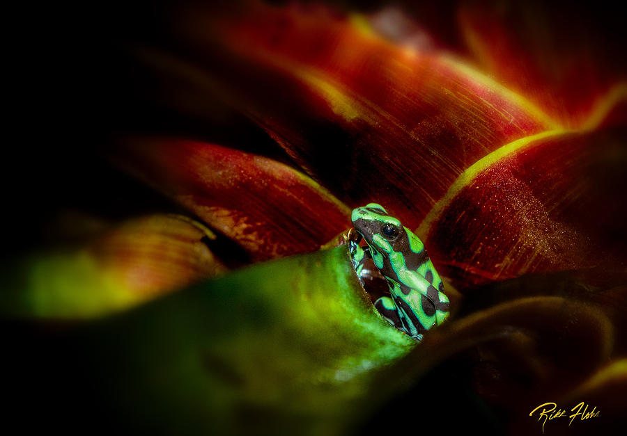 Black and Green Dart Frog in the red bromeliad Photograph by Rikk Flohr