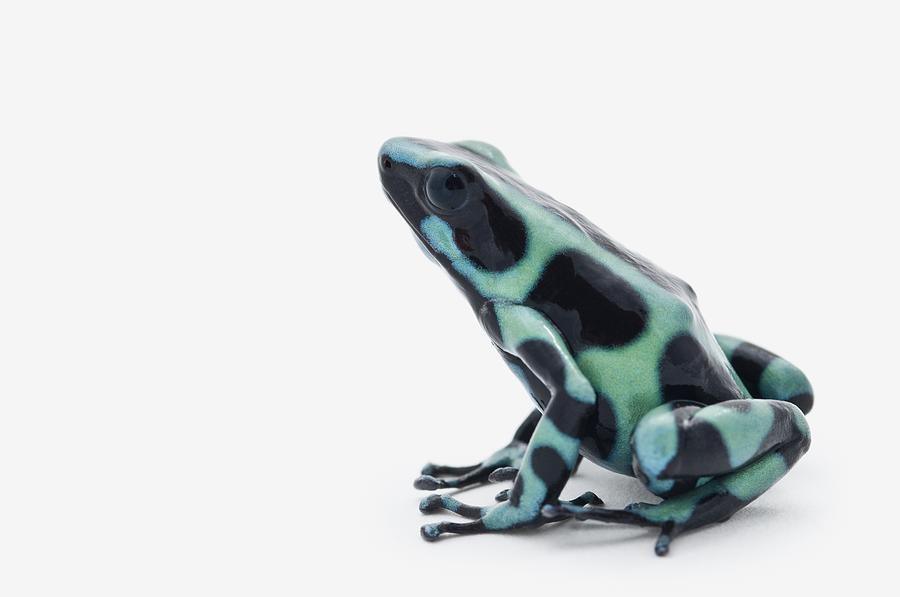 Nature Photograph - Black And Green Poison Dart Frog by Corey Hochachka