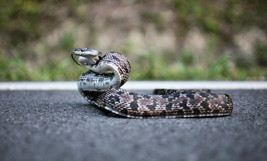 Black and Grey Rat Snake Mix Photograph by JC Findley
