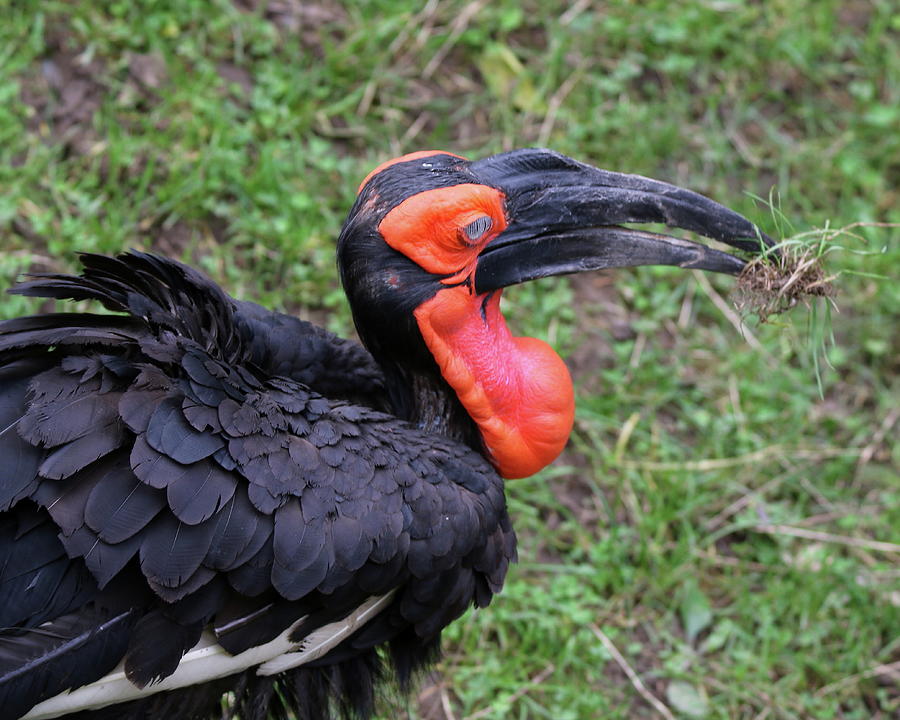 Southern Ground Hornbill Bird Photograph by Arvin Miner