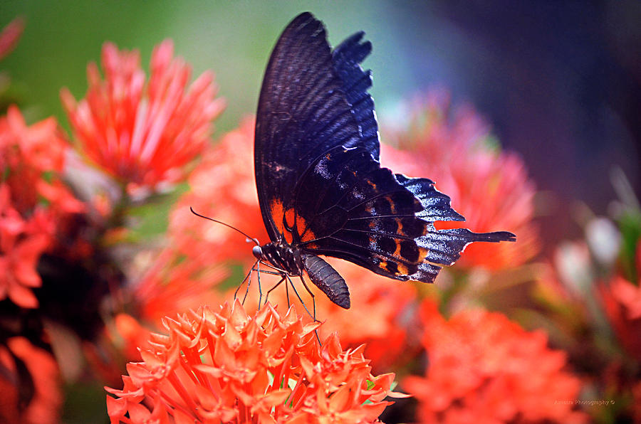 Black And Orange Butterfly Photograph by Maria Angelica Maira