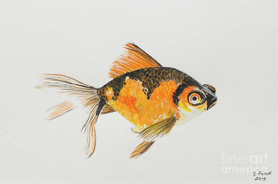 Black and orange goldfish Painting by Stefanie Forck