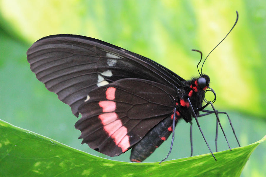 Black and Red Butterfly Photograph by Angela Murdock