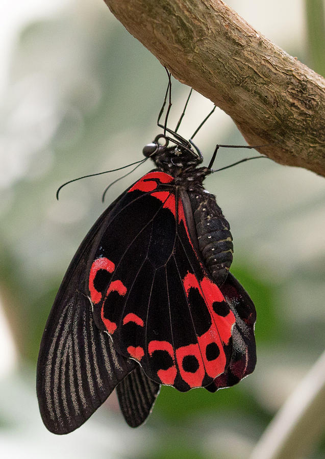Butterfly Photograph - Black and Red Butterfly by Dee Carpenter