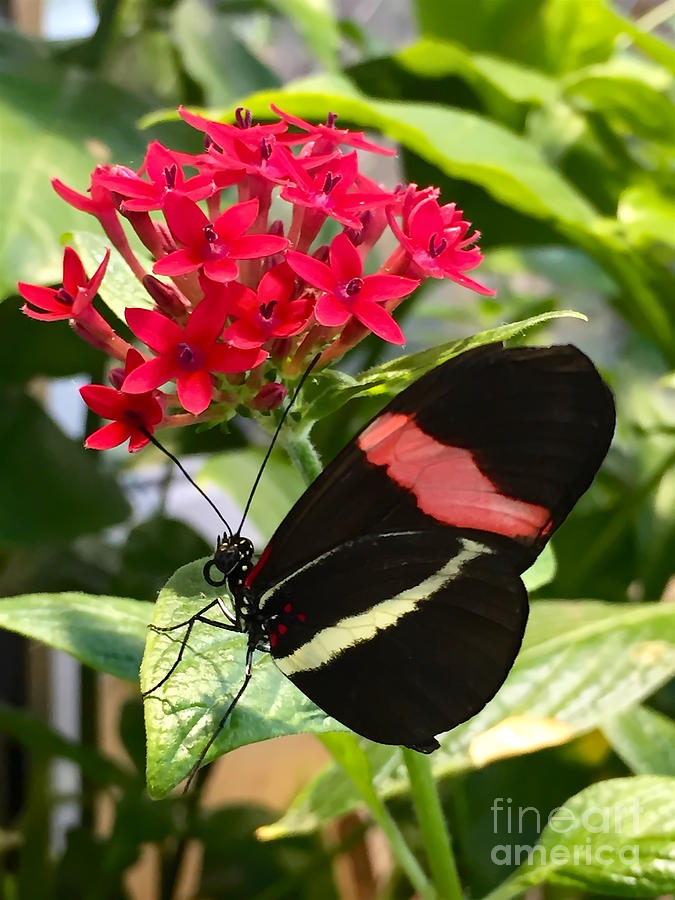  Black and Red Butterfly on Red Flowers Photograph by Beth Myer Photography
