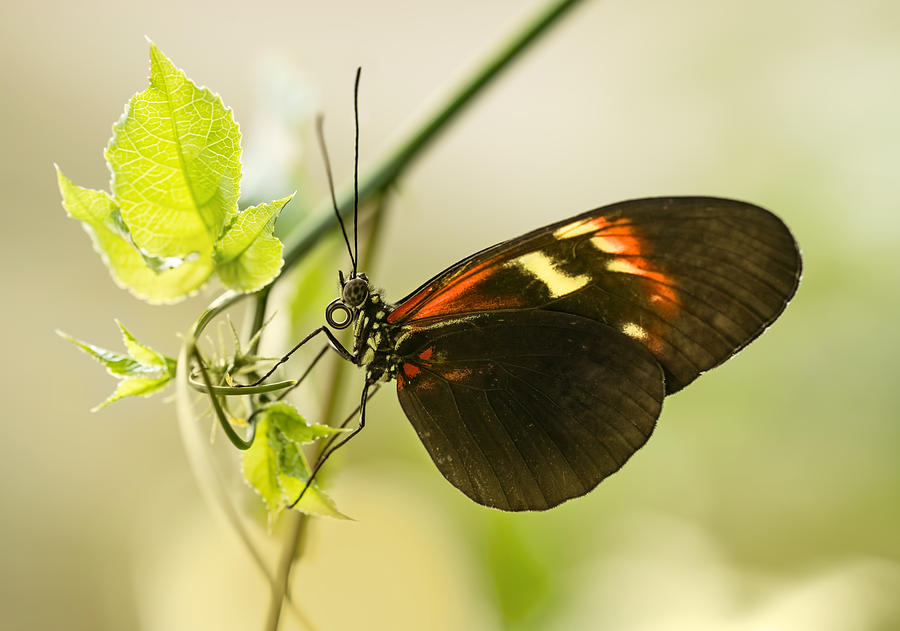 Butterfly Photograph - Black and red butterfly on the leaf by Jaroslaw Blaminsky
