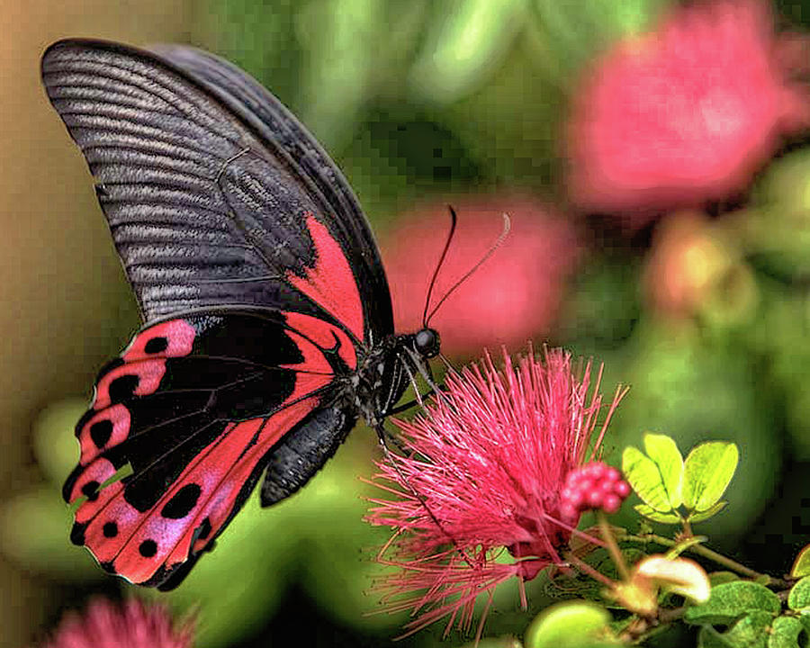 Black and Red Butterfly on thistle Photograph by Gale Miko - Pixels