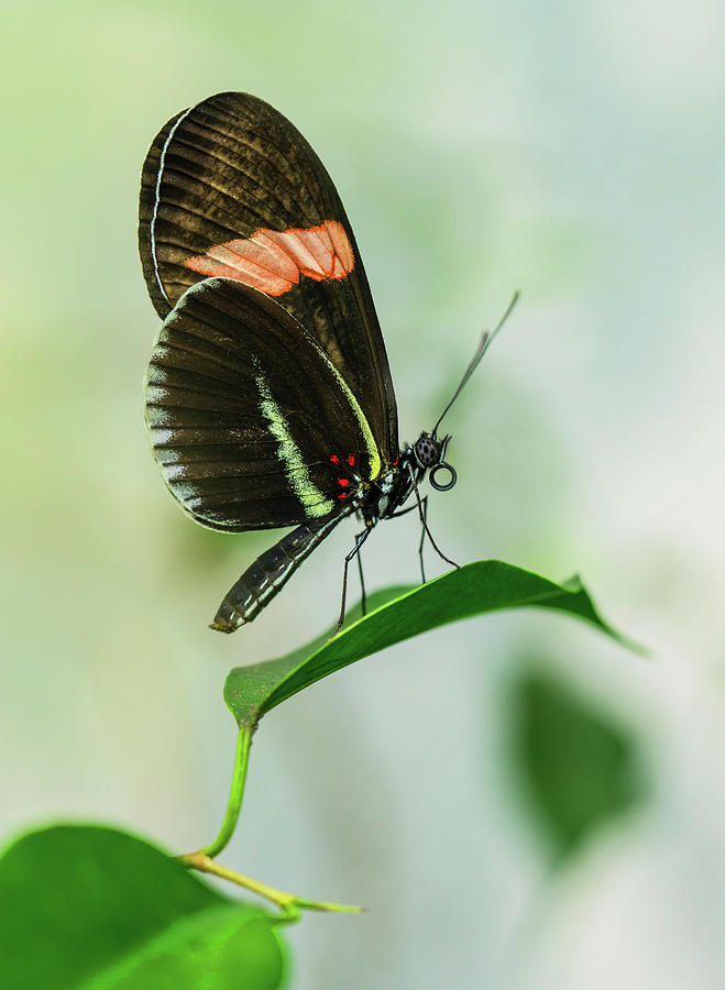 Flower Photograph - Black and red butterfly resting on the branch by Jaroslaw Blaminsky