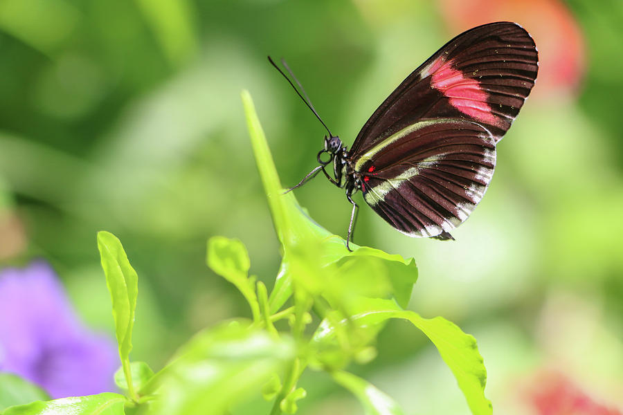 Black and Red Butterfly Photograph by Steven Jones | Fine Art America