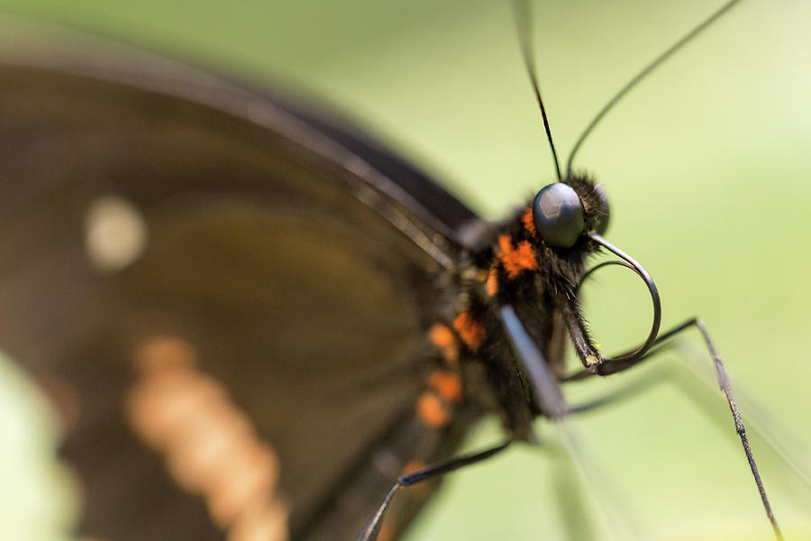 Black and Red Butterfly Tongue Photograph by Steven Jones Pixels