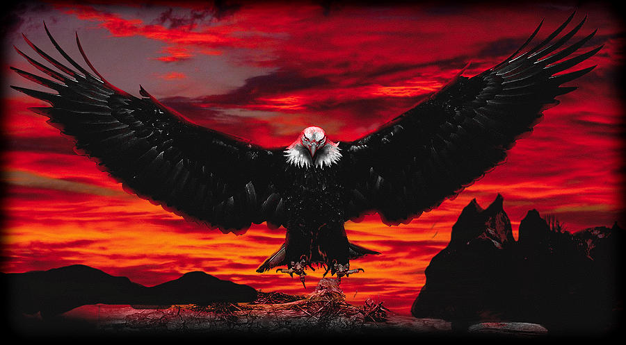 Eagles Birds Wallpaper - [720x1520]