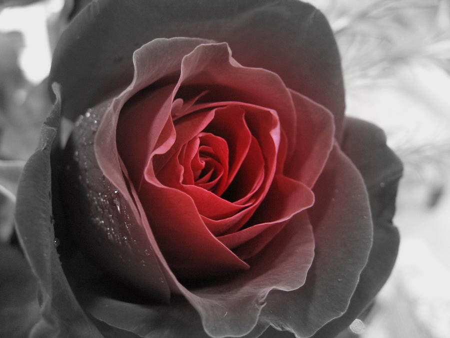 ورود جميلة  - صفحة 2 Black-and-red-rose-kathy-roncarati
