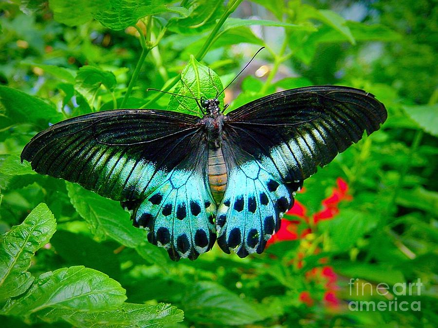 Black and Turquoise Butterfly Photograph by Anne Sands