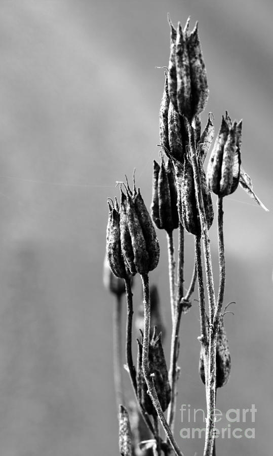 Black And White Abstract Seed Pods On Grey Background Photograph by David Frederick