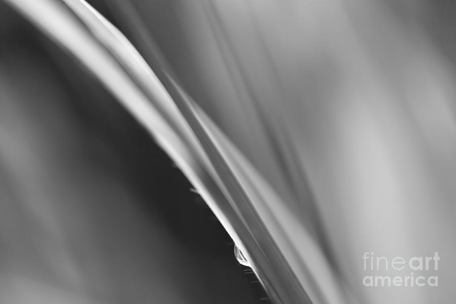 Black And White Photograph - Black and White Abstract - Sole Waterdrop in Grass - Natalie Kin by Natalie Kinnear