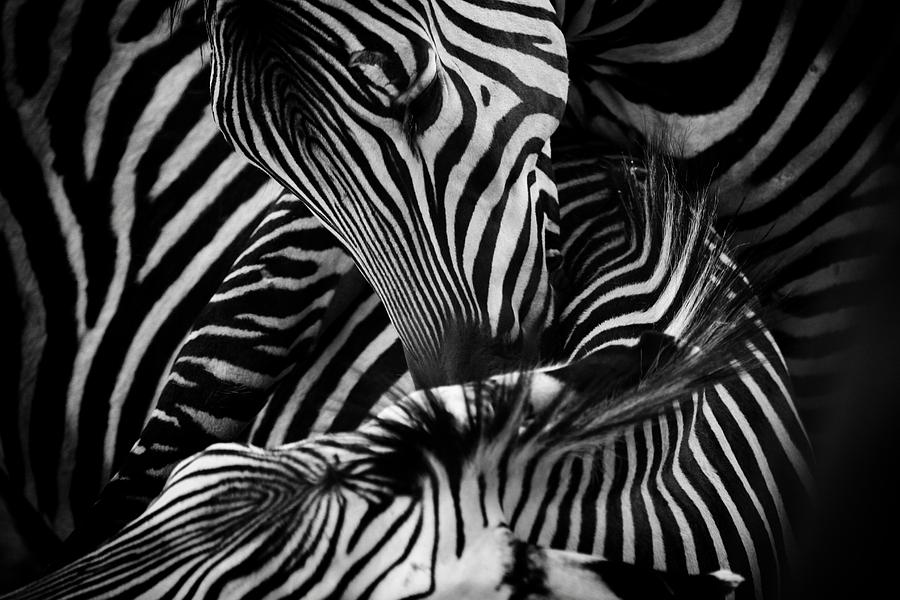 Black and White Almost Abstract Zebras Photograph by Buck Buchanan