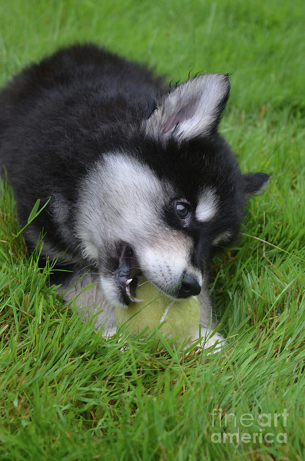 Black and White Alusky Puppy Dog Chewing on a Ball Photograph by DejaVu Designs
