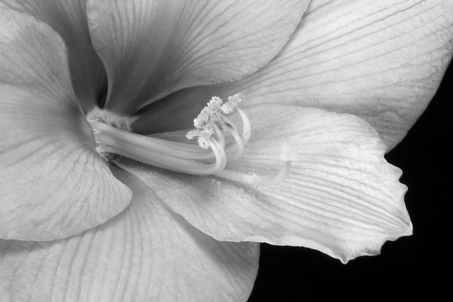 Black and White Amaryllis Bloom Photograph by James BO Insogna