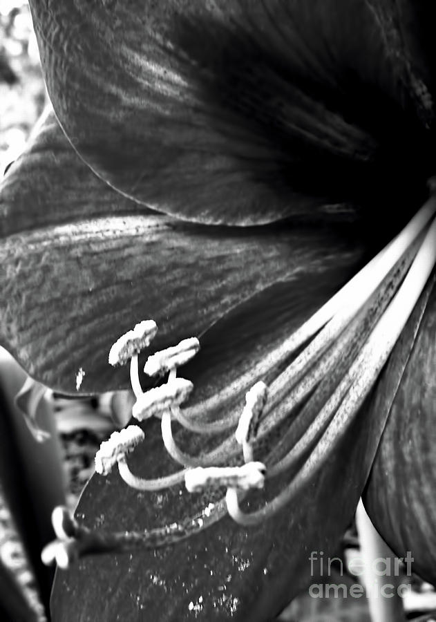 Black And White Amaryllis Digital Art by D Hackett