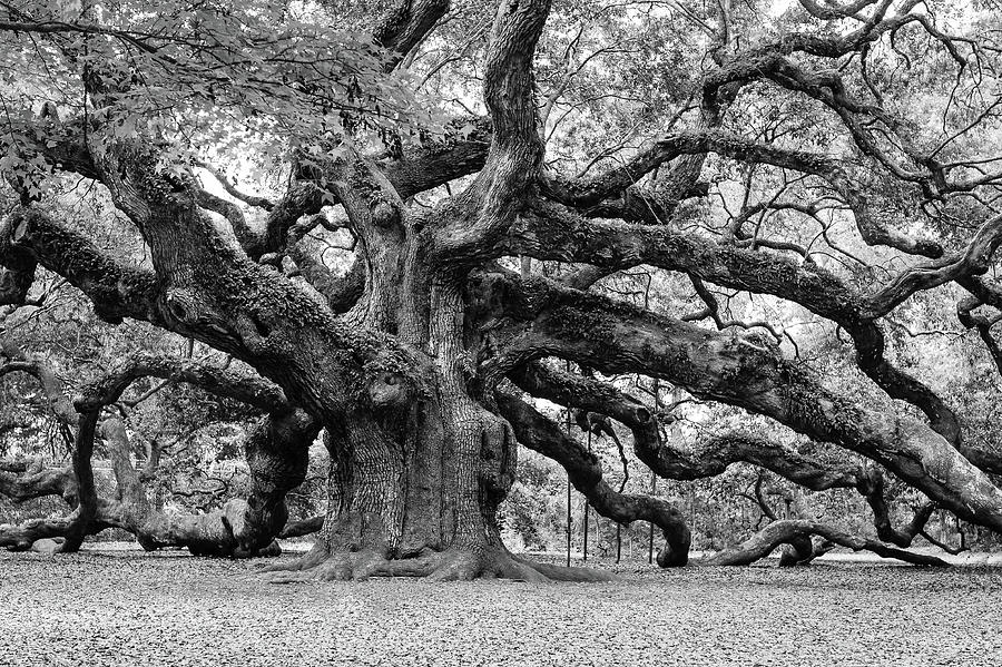 Black and White Angel Oak Tree Photograph by Louis Dallara