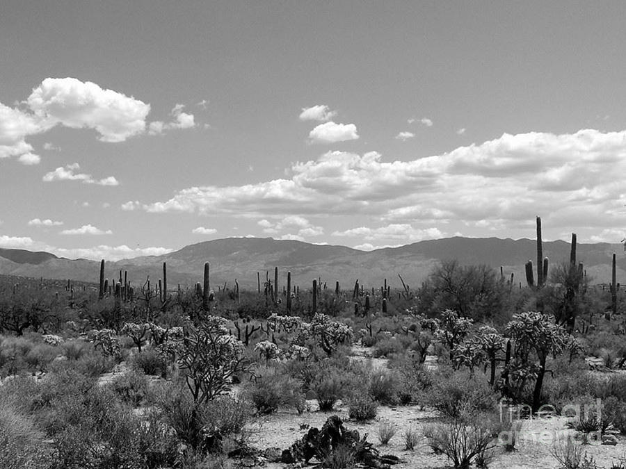 Black and White Arizona Painting by Jennifer Howard - Fine Art America