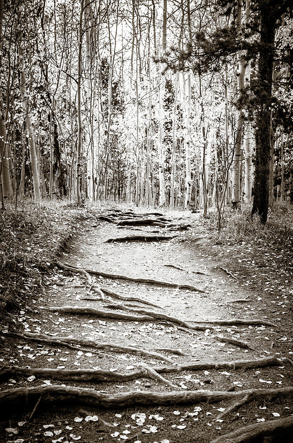 Black and White Aspen Trail Photograph by Marilyn Hunt