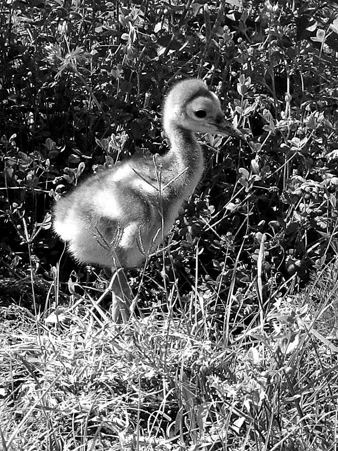 Black and White Baby Sandhill Crane 000  Photograph by Christopher Mercer