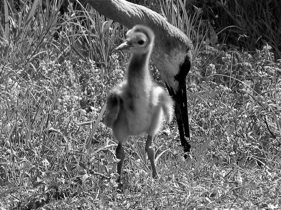 Black and White Baby Sandhill Crane 001  Photograph by Christopher Mercer