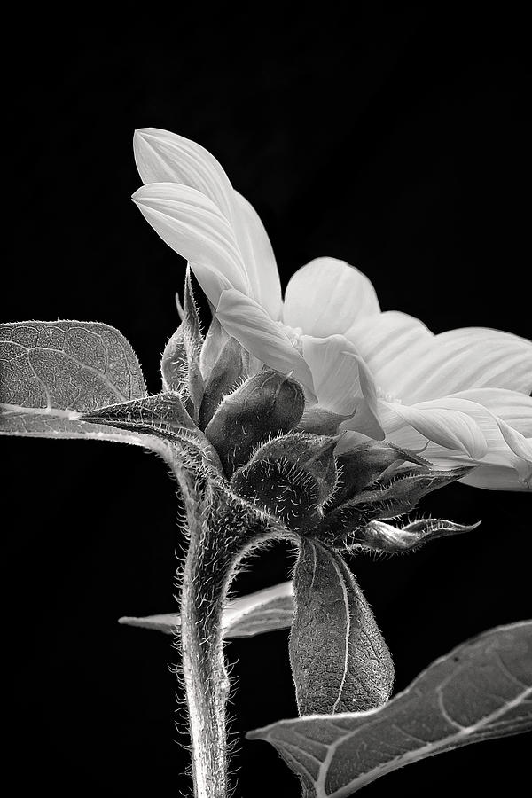 Black and White Baby Sunflower Print Photograph by Gwen Gibson