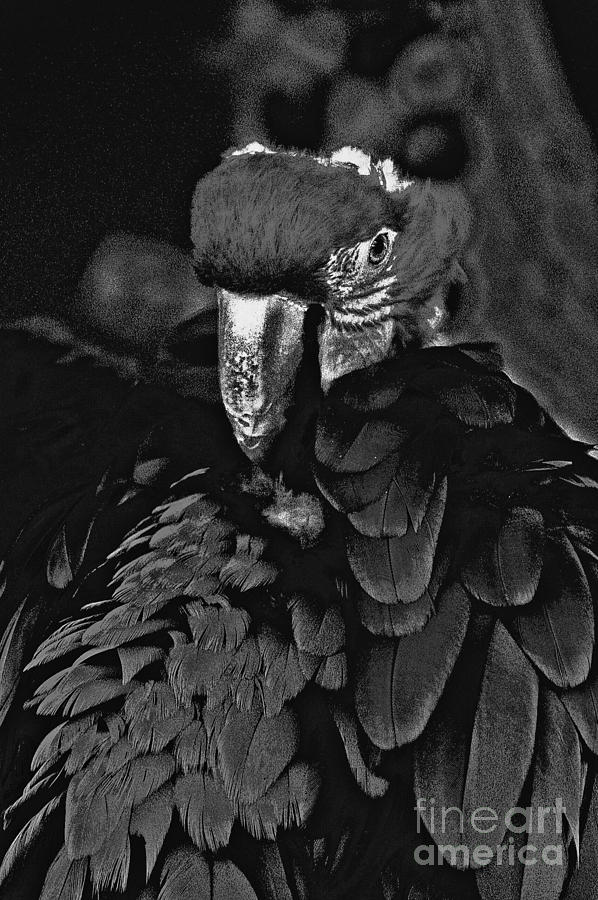 Black and White Bad Ass Bird Photograph by David Frederick