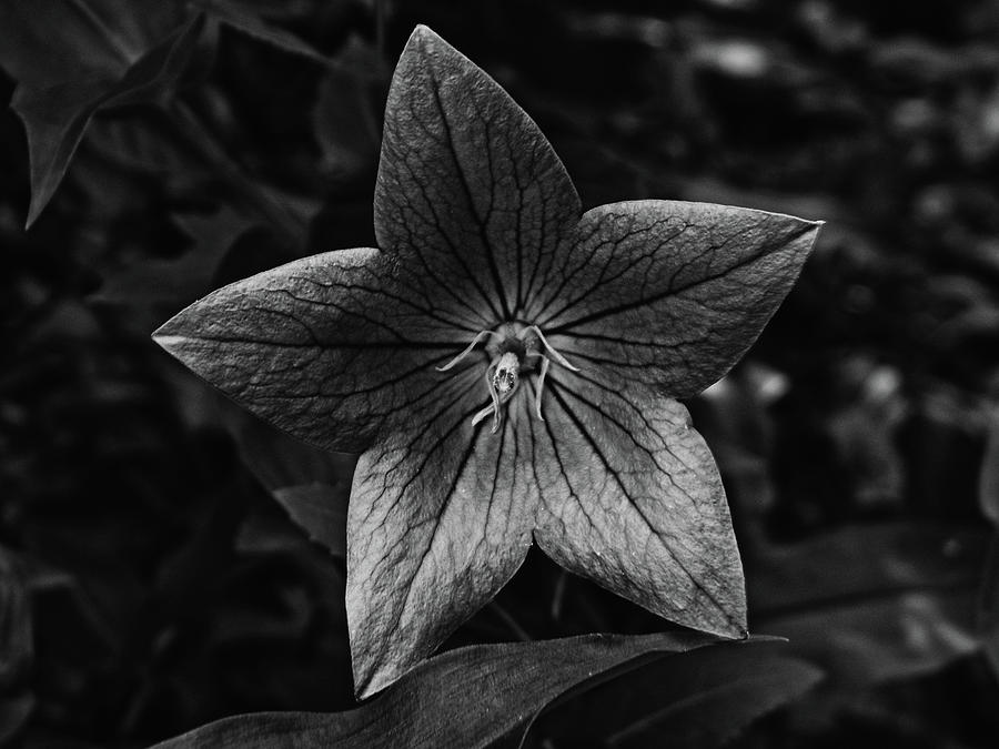 Black And White Balloon Flower Photograph