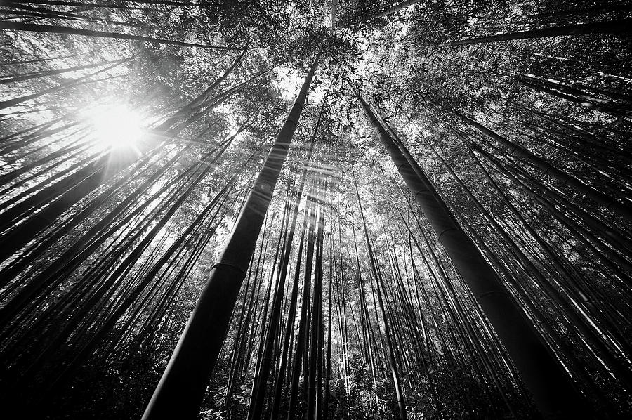 Jungle Photograph - Black And White Bamboo Forest Art by Wall Art Prints