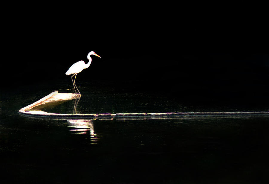 Bird Photograph - Black And White by Barun Sinha