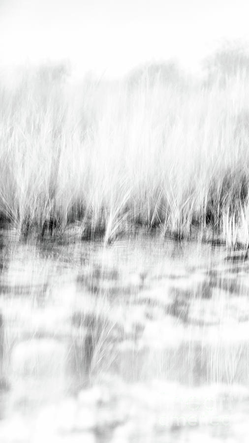 Black and White Beach Grass Narrow 3 Photograph by Alissa Beth Photography