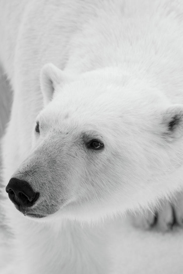 Black and White Bear Photograph by Robert Mcgillivray - Fine Art America