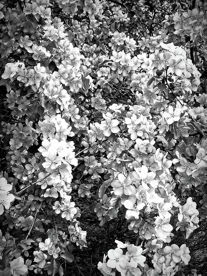 Black and White Beautiful Blossoms Photograph by Aimee L Maher ALM GALLERY
