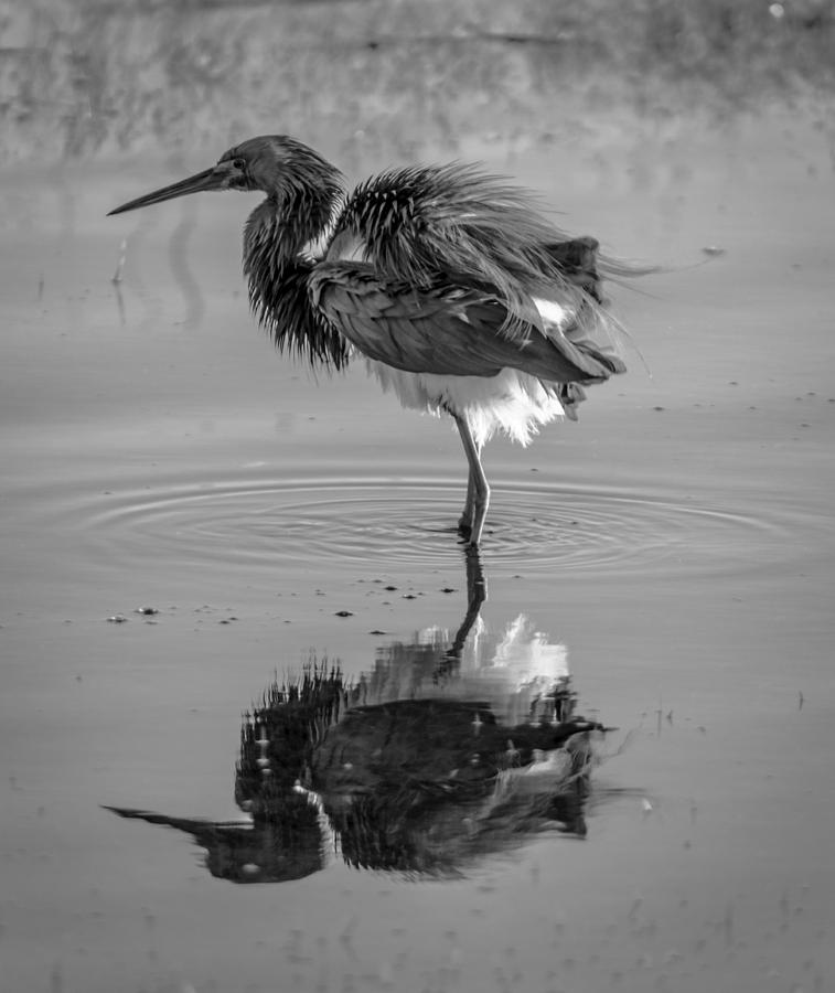 Black and White Beauty Photograph by Leticia Latocki - Fine Art America