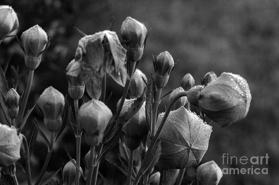 Black and White Bell flowers Ready to pop Photograph by David Frederick