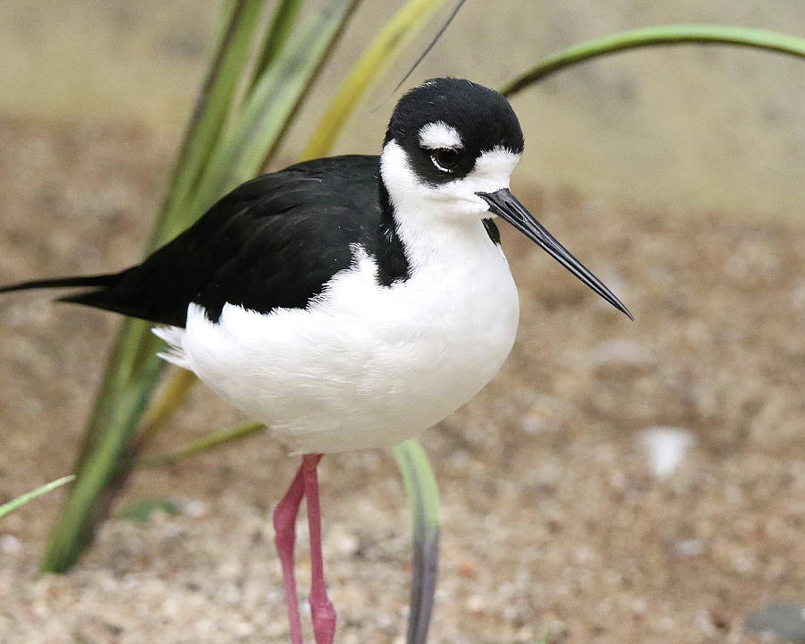 Black Necked Stilt Bird Photograph by Arvin Miner - Pixels