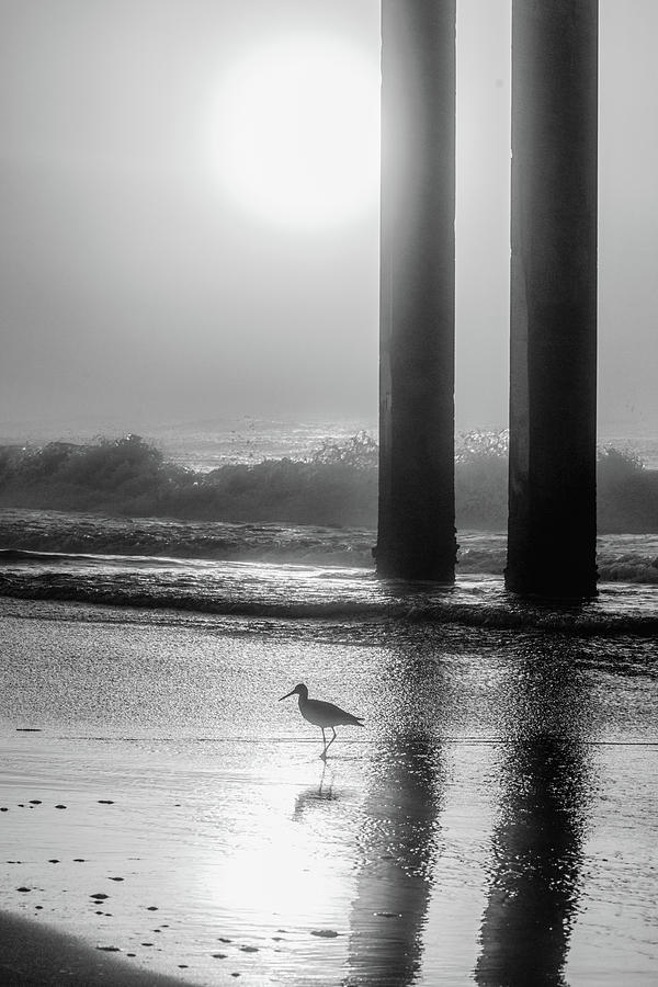 Black and White Bird Beach Photograph by John McGraw